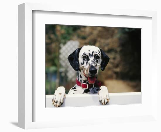 Dalmatian Looking over Fence-Chase Swift-Framed Photographic Print