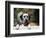 Dalmatian Looking over Fence-Chase Swift-Framed Photographic Print