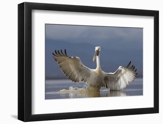 Dalmatian Pelican (Pelecanus Crispus) Pelican Landing While Fishing.Lake Kerkini, Greece. February-David Pattyn-Framed Photographic Print