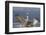 Dalmatian Pelican (Pelecanus Crispus) Pelican Landing While Fishing.Lake Kerkini, Greece. February-David Pattyn-Framed Photographic Print