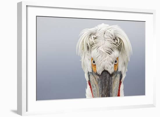 Dalmatian Pelican (Pelecanus Crispus) Portrait, Close-Up Of Eyes, Lake Kerkini, Greece. February-David Pattyn-Framed Photographic Print