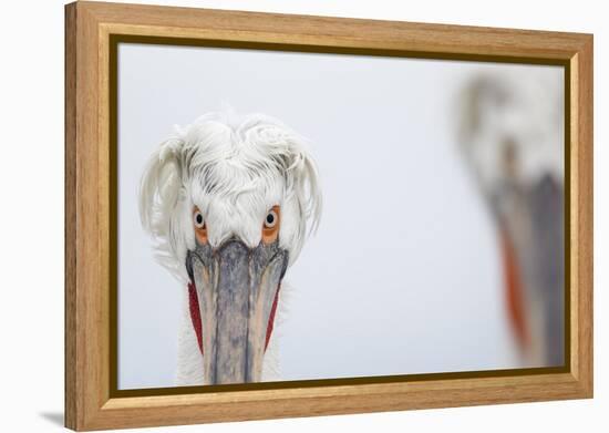 Dalmatian Pelican (Pelecanus Crispus) Portrait, Lake Kerkini, Greece-David Pattyn-Framed Premier Image Canvas