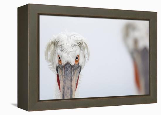 Dalmatian Pelican (Pelecanus Crispus) Portrait, Lake Kerkini, Greece-David Pattyn-Framed Premier Image Canvas