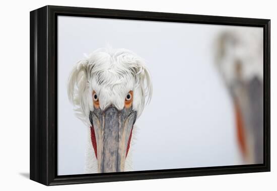 Dalmatian Pelican (Pelecanus Crispus) Portrait, Lake Kerkini, Greece-David Pattyn-Framed Premier Image Canvas