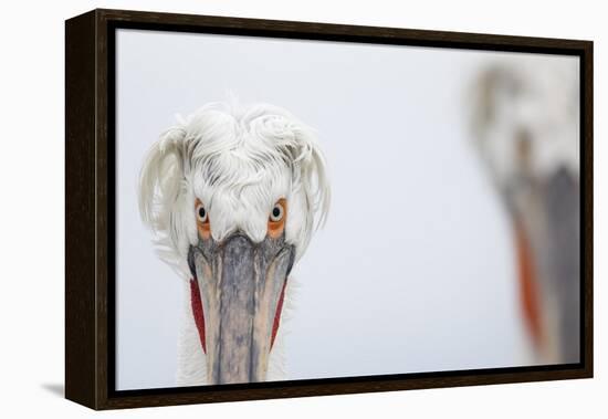 Dalmatian Pelican (Pelecanus Crispus) Portrait, Lake Kerkini, Greece-David Pattyn-Framed Premier Image Canvas