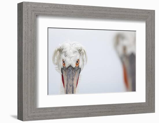 Dalmatian Pelican (Pelecanus Crispus) Portrait, Lake Kerkini, Greece-David Pattyn-Framed Photographic Print