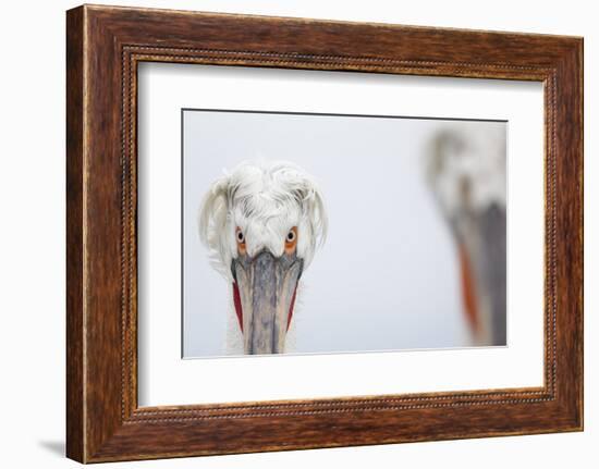 Dalmatian Pelican (Pelecanus Crispus) Portrait, Lake Kerkini, Greece-David Pattyn-Framed Photographic Print