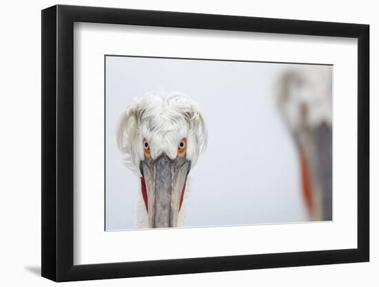 Dalmatian Pelican (Pelecanus Crispus) Portrait, Lake Kerkini, Greece-David Pattyn-Framed Photographic Print