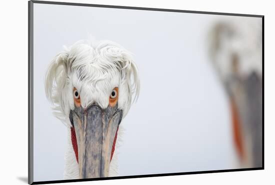 Dalmatian Pelican (Pelecanus Crispus) Portrait, Lake Kerkini, Greece-David Pattyn-Mounted Photographic Print