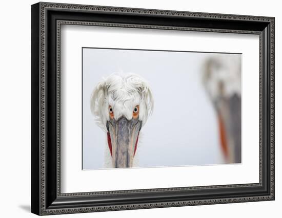 Dalmatian Pelican (Pelecanus Crispus) Portrait, Lake Kerkini, Greece-David Pattyn-Framed Photographic Print