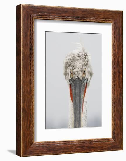 Dalmatian Pelican (Pelecanus Crispus) Portrait, Lake Kerkini, Macedonia, Greece, February 2009-Peltomäki-Framed Photographic Print