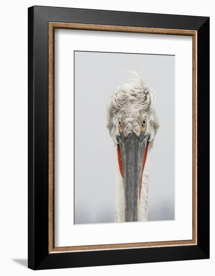 Dalmatian Pelican (Pelecanus Crispus) Portrait, Lake Kerkini, Macedonia, Greece, February 2009-Peltomäki-Framed Photographic Print