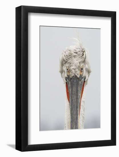 Dalmatian Pelican (Pelecanus Crispus) Portrait, Lake Kerkini, Macedonia, Greece, February 2009-Peltomäki-Framed Photographic Print