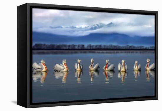 Dalmatian pelicans meeting-Xavier Ortega-Framed Premier Image Canvas