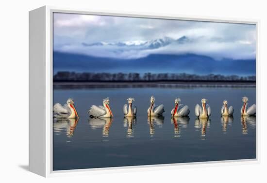 Dalmatian pelicans meeting-Xavier Ortega-Framed Premier Image Canvas