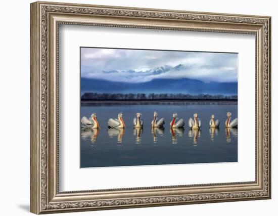 Dalmatian pelicans meeting-Xavier Ortega-Framed Photographic Print