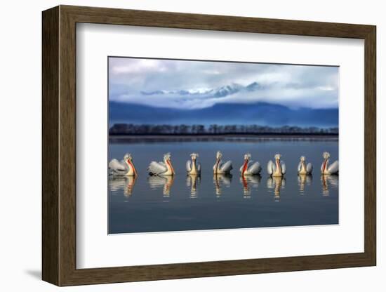 Dalmatian pelicans meeting-Xavier Ortega-Framed Photographic Print