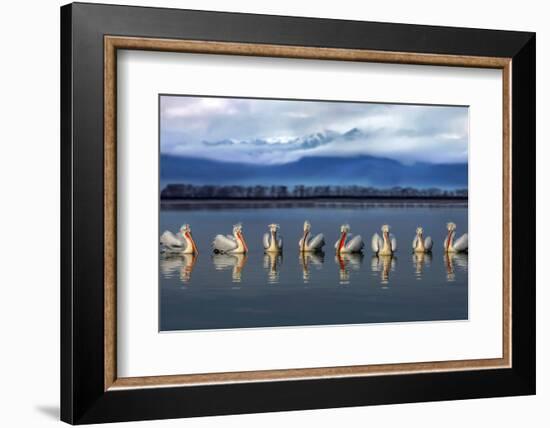 Dalmatian pelicans meeting-Xavier Ortega-Framed Photographic Print