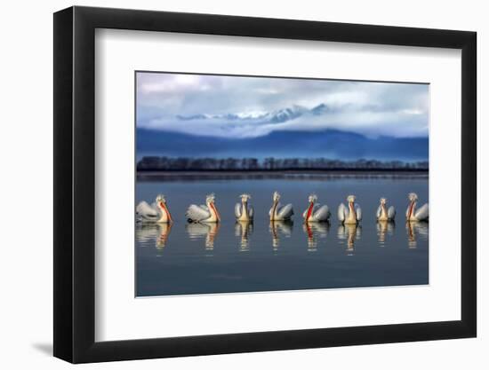 Dalmatian pelicans meeting-Xavier Ortega-Framed Photographic Print