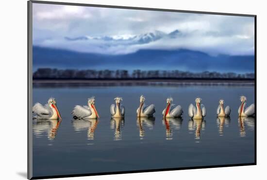 Dalmatian pelicans meeting-Xavier Ortega-Mounted Photographic Print