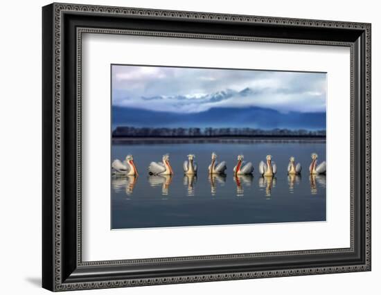 Dalmatian pelicans meeting-Xavier Ortega-Framed Photographic Print