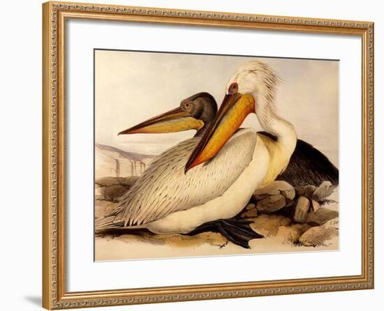 Dalmatian Pelicans, Pelecanus Crispus-Edward Lear-Framed Giclee Print