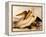 Dalmatian Pelicans, Pelecanus Crispus-Edward Lear-Framed Premier Image Canvas