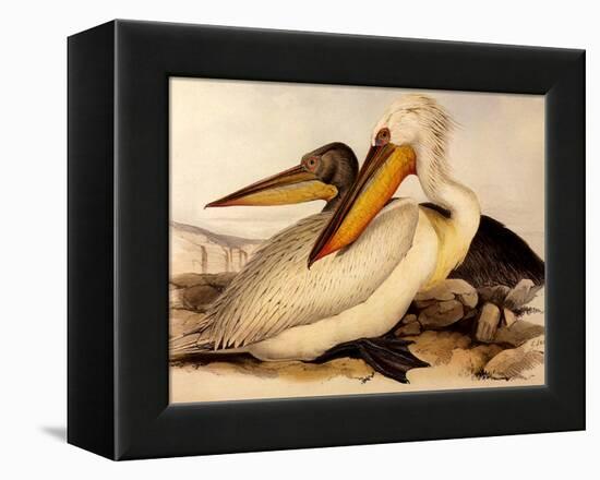 Dalmatian Pelicans, Pelecanus Crispus-Edward Lear-Framed Premier Image Canvas