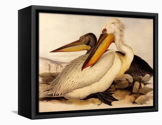 Dalmatian Pelicans, Pelecanus Crispus-Edward Lear-Framed Premier Image Canvas