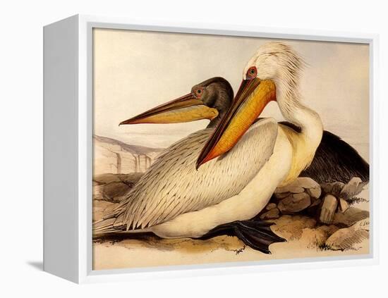 Dalmatian Pelicans, Pelecanus Crispus-Edward Lear-Framed Premier Image Canvas