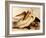 Dalmatian Pelicans, Pelecanus Crispus-Edward Lear-Framed Giclee Print