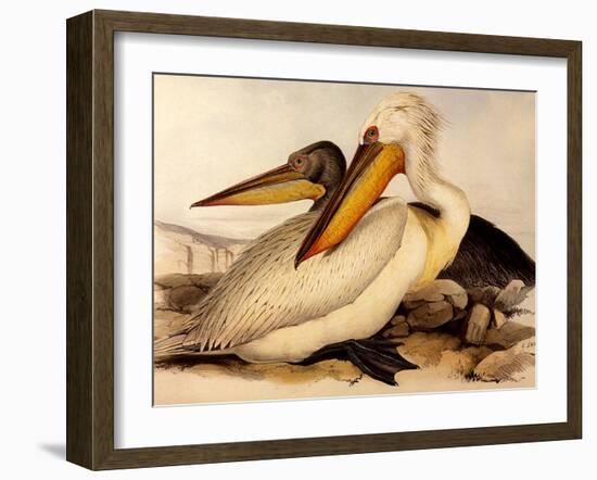 Dalmatian Pelicans, Pelecanus Crispus-Edward Lear-Framed Giclee Print