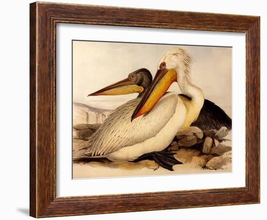 Dalmatian Pelicans, Pelecanus Crispus-Edward Lear-Framed Giclee Print