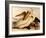 Dalmatian Pelicans, Pelecanus Crispus-Edward Lear-Framed Giclee Print