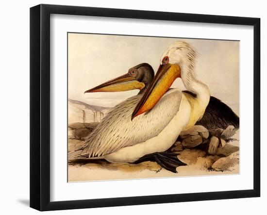 Dalmatian Pelicans, Pelecanus Crispus-Edward Lear-Framed Giclee Print