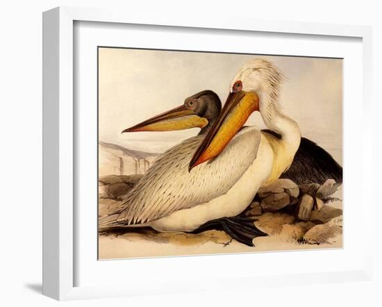 Dalmatian Pelicans, Pelecanus Crispus-Edward Lear-Framed Giclee Print