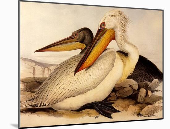 Dalmatian Pelicans, Pelecanus Crispus-Edward Lear-Mounted Giclee Print