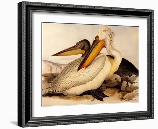 Dalmatian Pelicans, Pelecanus Crispus-Edward Lear-Framed Giclee Print