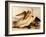 Dalmatian Pelicans, Pelecanus Crispus-Edward Lear-Framed Giclee Print