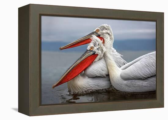 Dalmatian Pelicans-Xavier Ortega-Framed Premier Image Canvas