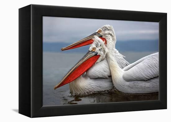 Dalmatian Pelicans-Xavier Ortega-Framed Premier Image Canvas