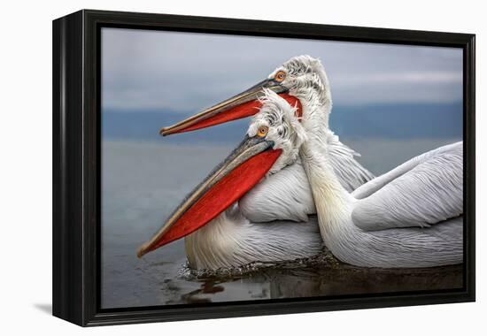 Dalmatian Pelicans-Xavier Ortega-Framed Premier Image Canvas