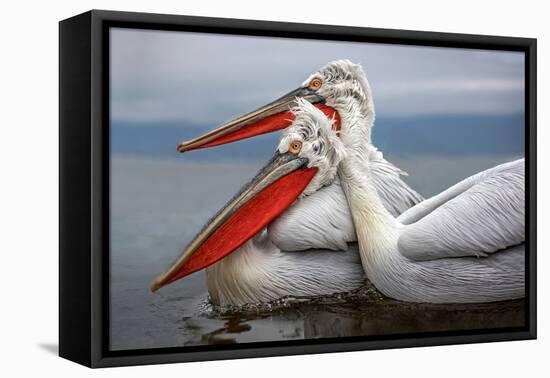 Dalmatian Pelicans-Xavier Ortega-Framed Premier Image Canvas