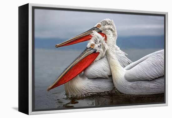 Dalmatian Pelicans-Xavier Ortega-Framed Premier Image Canvas