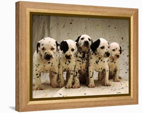 Dalmatian Puppies-Dennis Degnan-Framed Premier Image Canvas