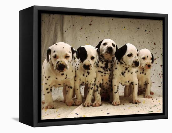 Dalmatian Puppies-Dennis Degnan-Framed Premier Image Canvas