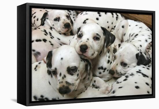 Dalmatian Puppies-Peter Thompson-Framed Premier Image Canvas