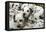 Dalmatian Puppies-Peter Thompson-Framed Premier Image Canvas