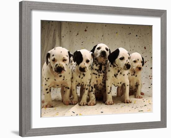 Dalmatian Puppies-Dennis Degnan-Framed Photographic Print