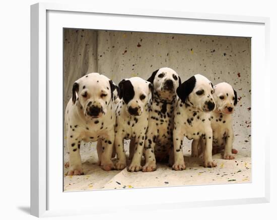 Dalmatian Puppies-Dennis Degnan-Framed Photographic Print